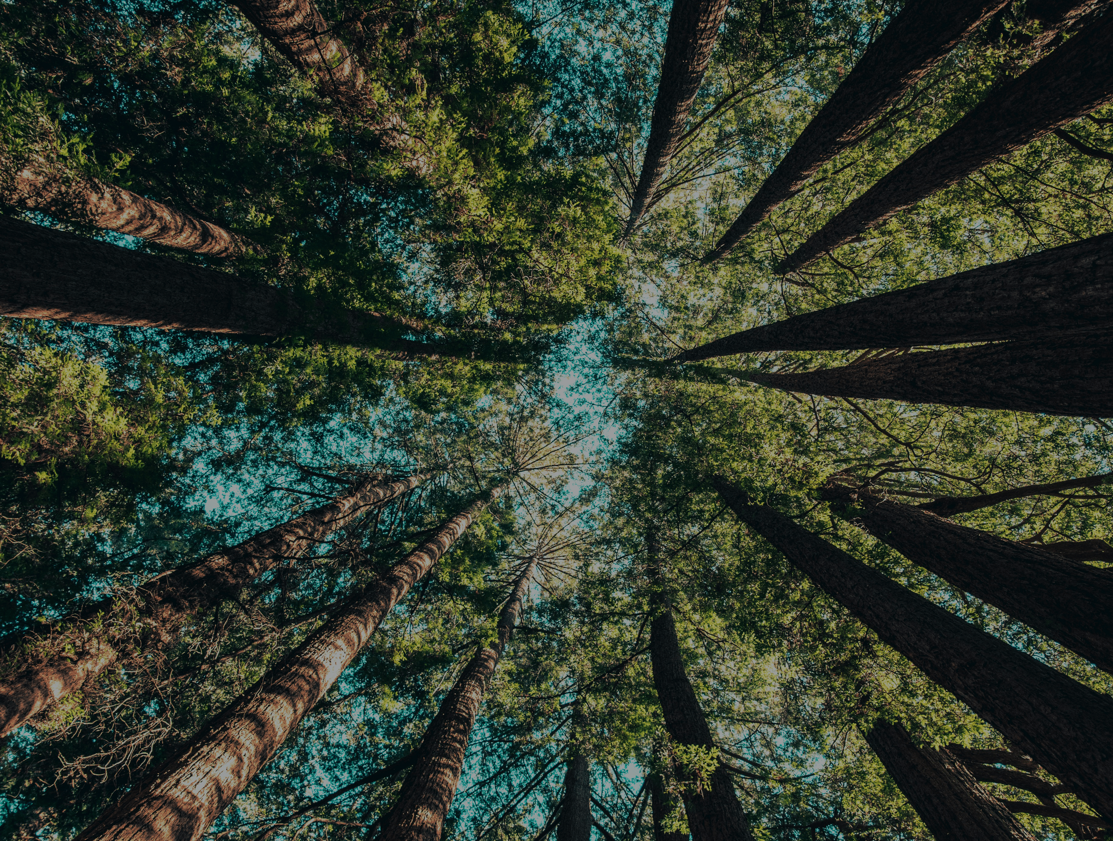 Bosque de árboles altos visto desde abajo